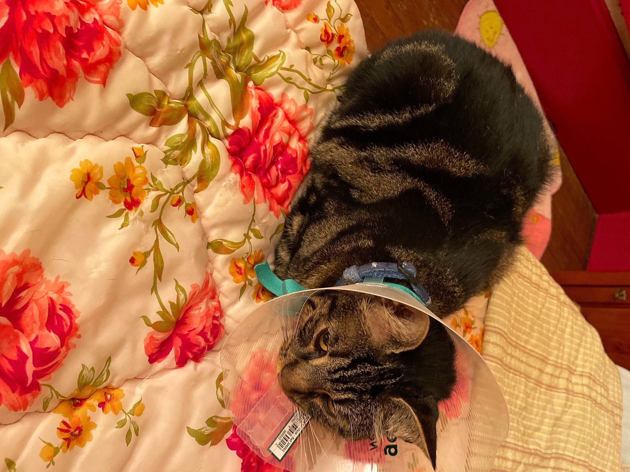 Flika Gribouille a rejoint le concours — aidez-le/la à gagner de superbes lots ! cap, carnivore, cat, comfort, domestic_short_haired_cat, fashion_accessory, fawn, felidae, flower, fur, hat, linens, pattern, peach, petal, plant, small_to_medium_sized_cats, textile, whiskers, wool