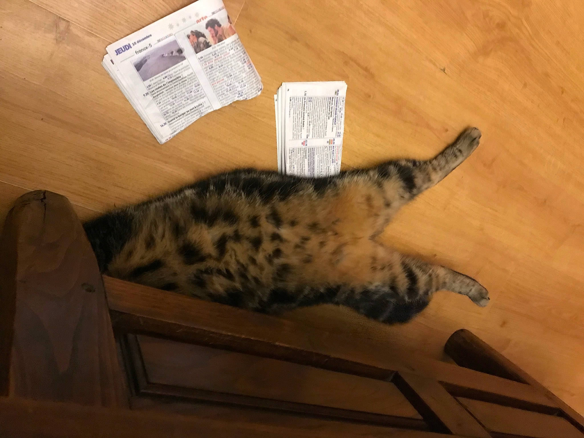 Flika Gribouille a rejoint le concours — aidez-le/la à gagner de superbes lots ! carnivore, cat, comfort, domestic_short_haired_cat, felidae, flooring, fur, hardwood, nap, paw, room, sleep, small_to_medium_sized_cats, tail, whiskers, wood