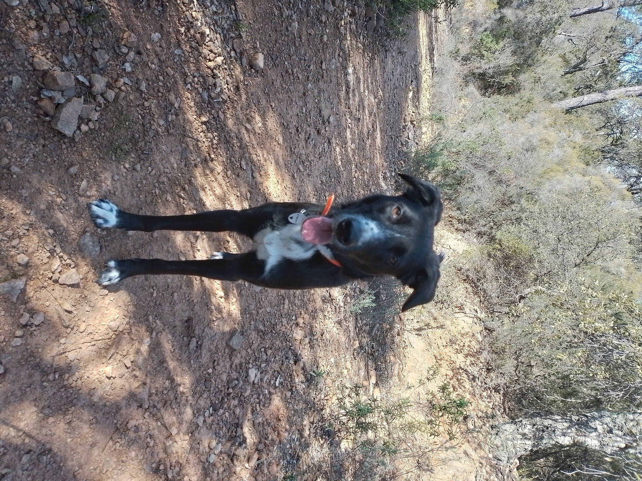 Sully participe au concours pour gagner de l'argent avec cette photo : adventure, canidae, carnivore, dog, dog_breed, grass, landscape, pack_animal, plant, recreation, rock, shadow, soil, sporting_group, tail, trail, tree, trunk, walking, working_animal