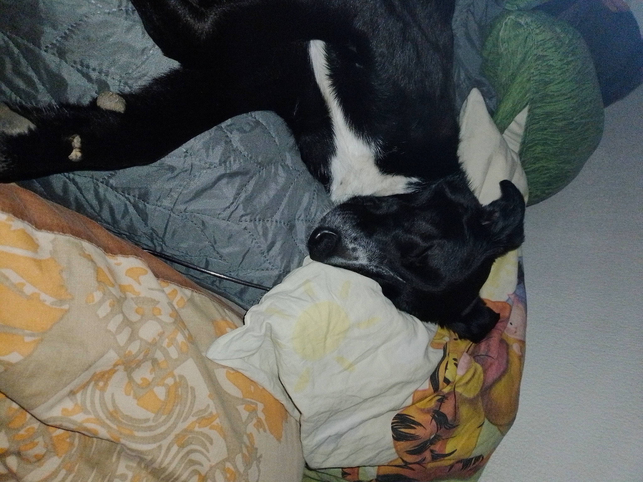 Sully participe au concours pour gagner de l'argent avec cette photo : bed, black_cat, canidae, carnivore, comfort, companion_dog, couch, dog, dog_breed, fawn, felidae, fur, linens, nap, sleep, small_to_medium_sized_cats, sporting_group, tail, whiskers, working_animal