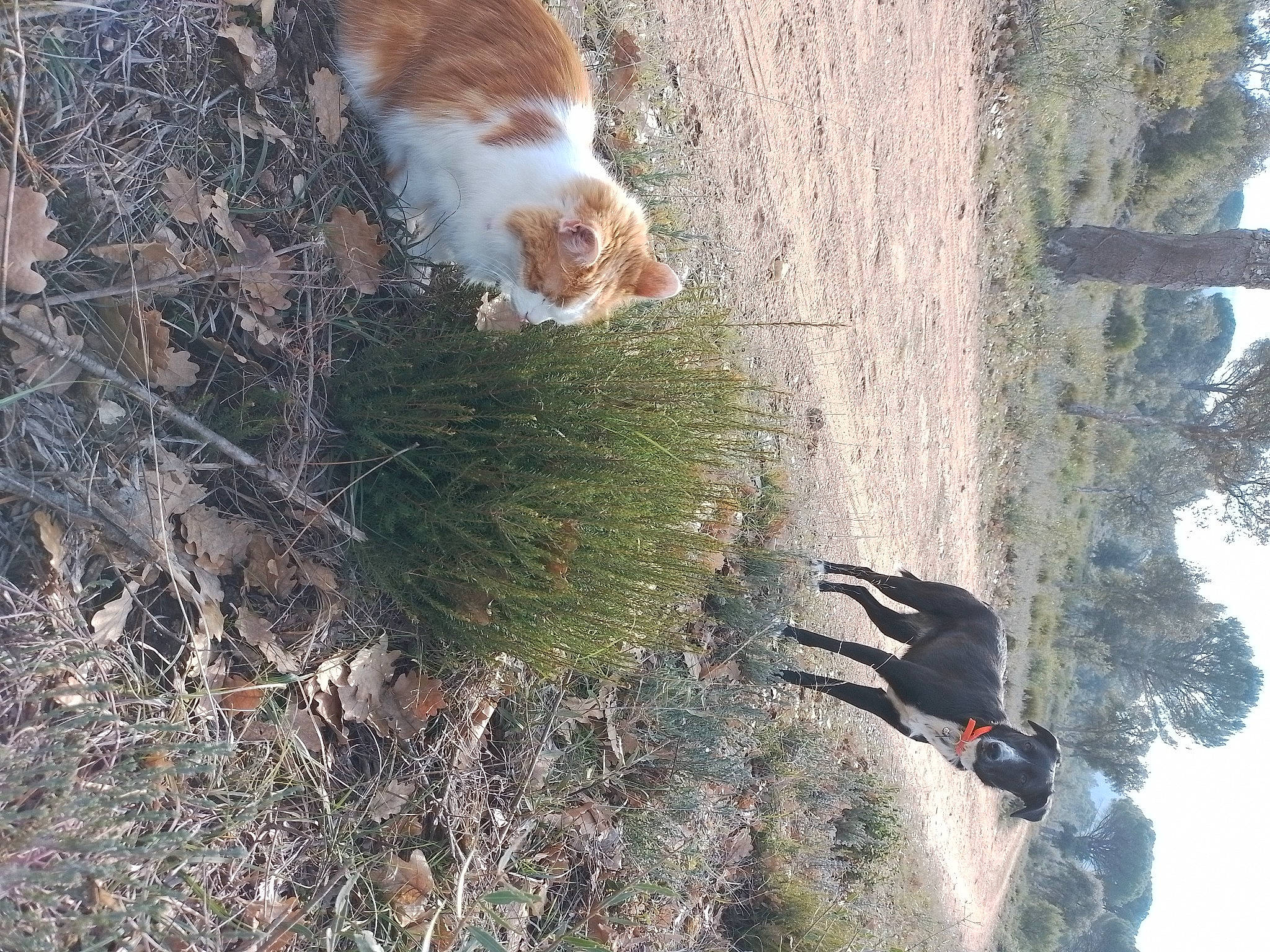 Sully a rejoint le concours — aidez-le/la à gagner de superbes lots ! carnivore, cat, felidae, fur, grass, organism, people_in_nature, plant, shadow, sky, small_to_medium_sized_cats, soil, sporting_group, tail, terrestrial_animal, tree, trunk, twig, whiskers, wood