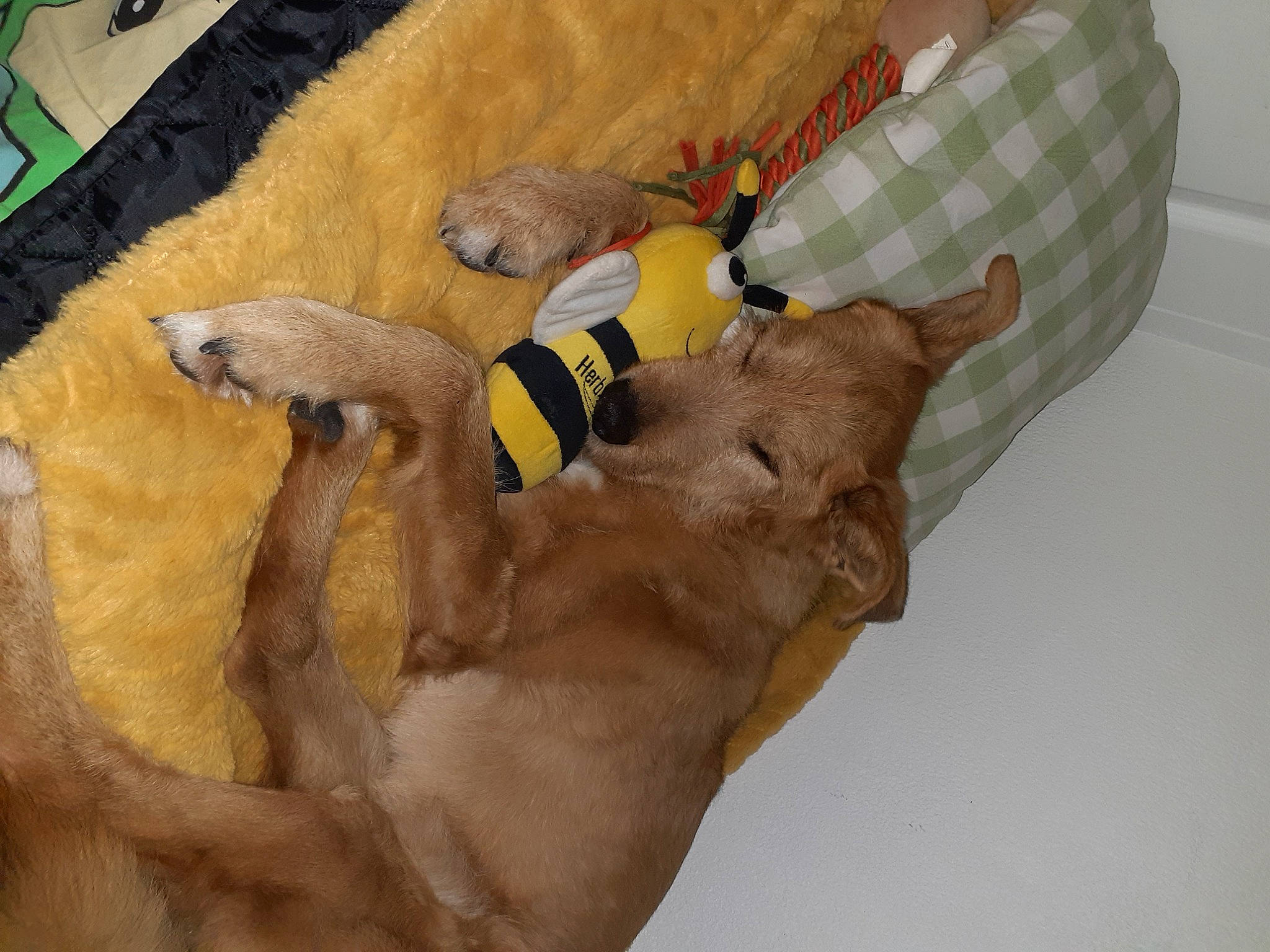 Simba a rejoint le concours — aidez-le/la à gagner de superbes lots ! canidae, carnivore, comfort, companion_dog, dog, dog_breed, dog_supply, fawn, fur, hardwood, linens, monotreme, pet_supply, snout, sporting_group, tail, terrestrial_animal, wildlife, wood, working_animal