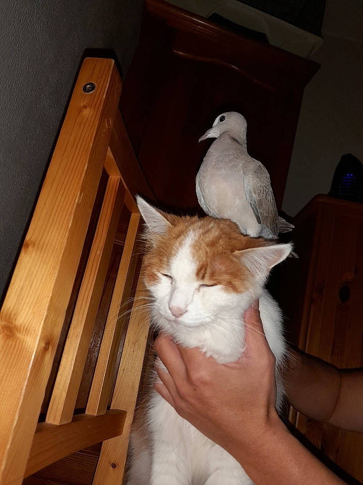 Chipie participe au concours pour gagner de l'argent avec cette photo : bird, box, carnivore, cat, comfort, domestic_short_haired_cat, drawer, fawn, felidae, fur, hardwood, linens, plank, plywood, room, small_to_medium_sized_cats, tail, whiskers, wood, wood_stain