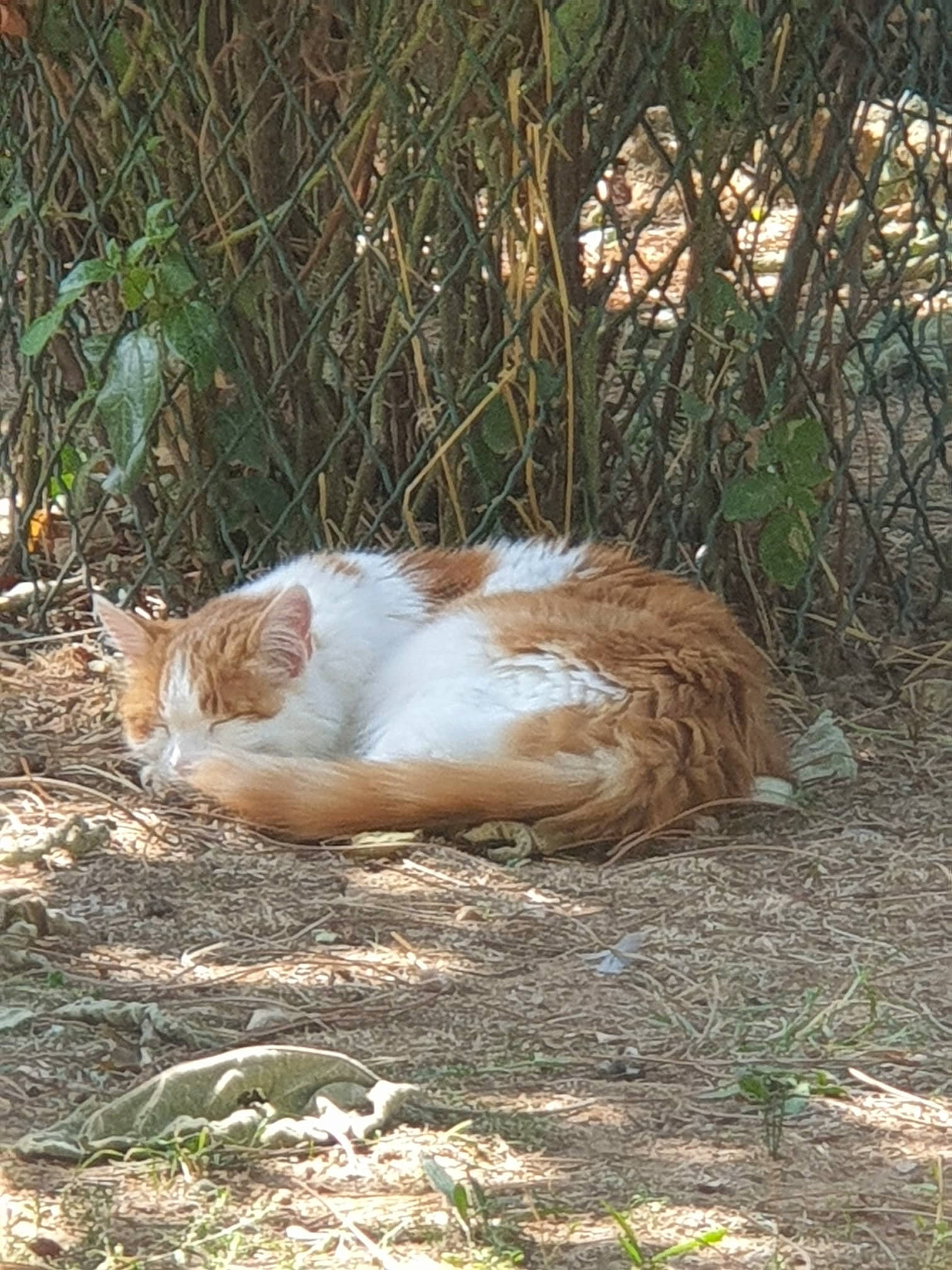 Chipie participe au concours pour gagner de l'argent avec cette photo : canidae, carnivore, cat, domestic_short_haired_cat, eye, fawn, felidae, fur, grass, plant, sitting, small_to_medium_sized_cats, snout, soil, tail, terrestrial_animal, tree, whiskers, wood
