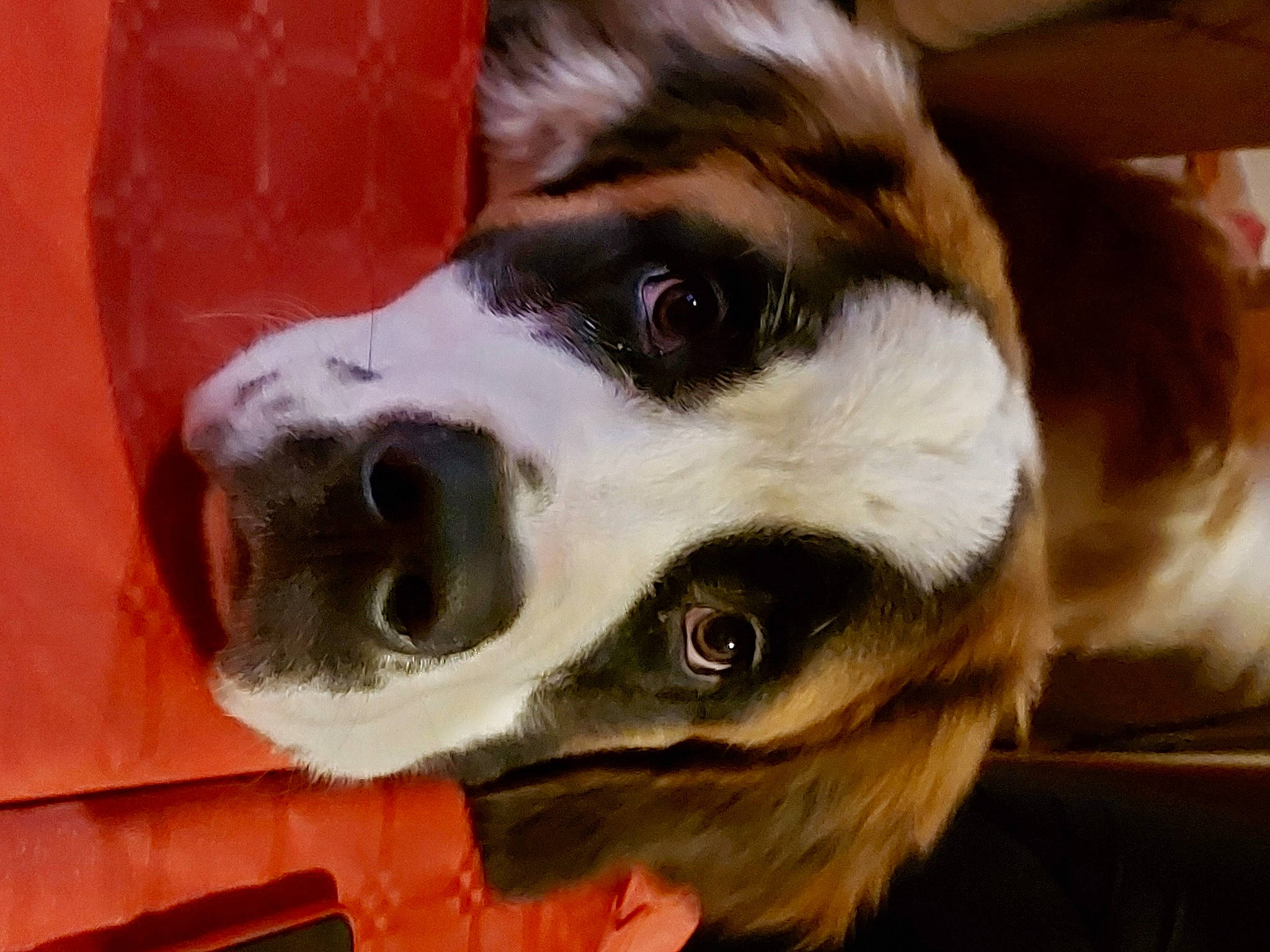 Switch participe au concours pour gagner de l'argent avec cette photo : canidae, carnivore, collar, companion_dog, dog, dog_breed, dog_collar, fur, giant_dog_breed, herding_dog, jaw, pet_supply, snout, sporting_group, terrestrial_animal, whiskers, working_animal, working_dog