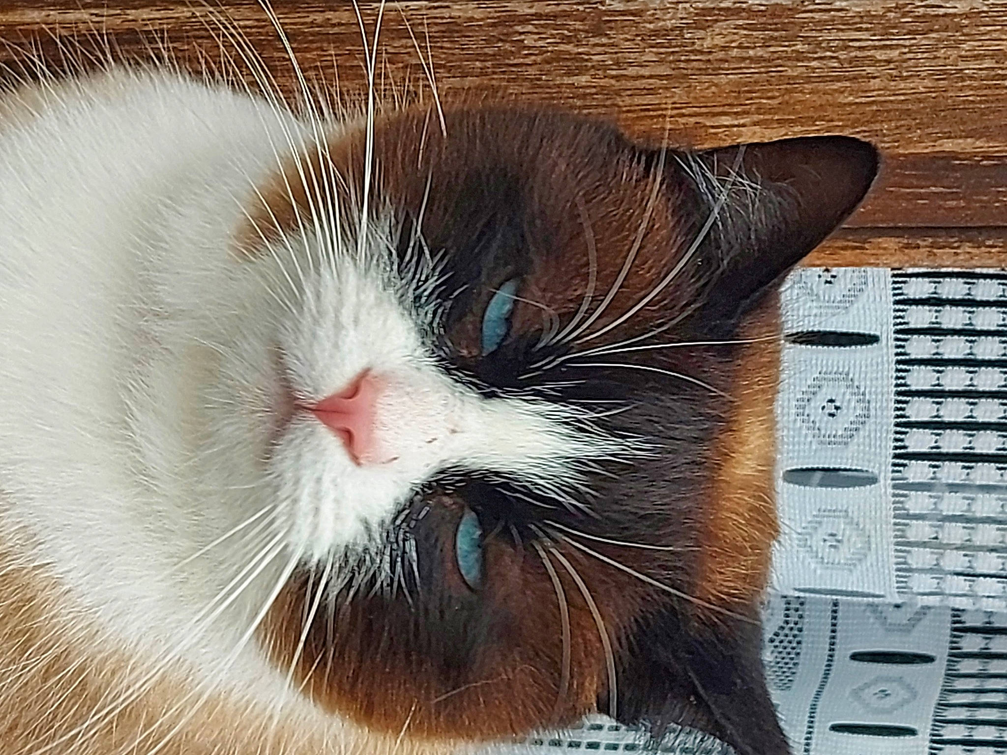 Flamby a rejoint le concours — aidez-le/la à gagner de superbes lots ! carnivore, cat, close_up, comfort, domestic_short_haired_cat, eye, felidae, flesh, fur, head, human_body, paw, rectangle, ruler, sitting, small_to_medium_sized_cats, tail, terrestrial_animal, whiskers, wood