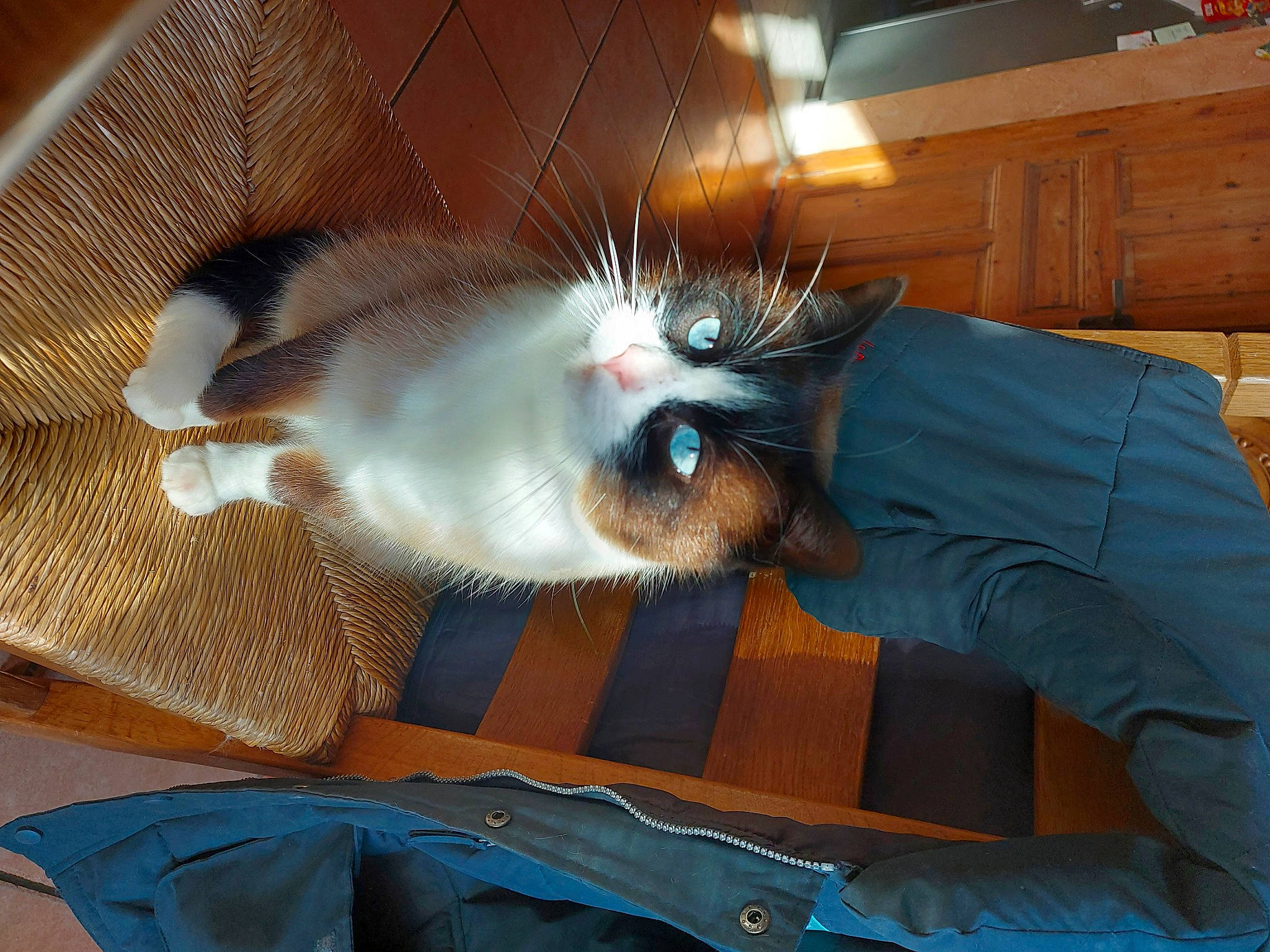 Flamby a rejoint le concours — aidez-le/la à gagner de superbes lots ! cabinetry, canidae, carnivore, cat, claw, comfort, domestic_short_haired_cat, fawn, felidae, fur, hardwood, nap, paw, room, small_to_medium_sized_cats, tail, textile, thai, whiskers, wood