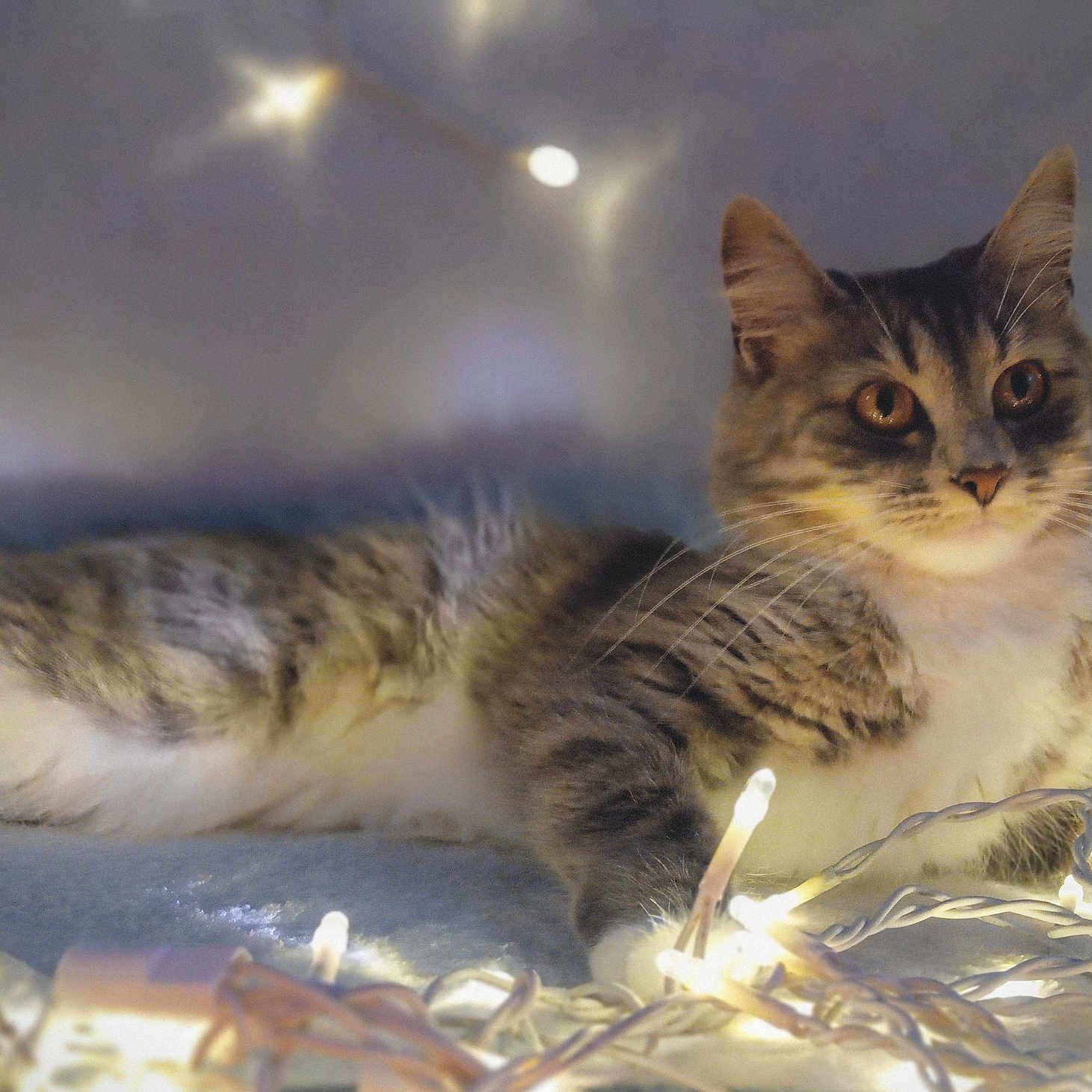 Kira joined the competition — help win amazing prizes! abyssinian, aluminium, angora, animal, brasssection, cat, foil, glitter, horn, kitten, light, lighting, manx, musicalinstrument, pet, siamese