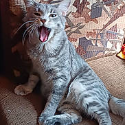 Stitch is registered to the contest to win money with this photo: animal, cat, couch, cozy, feline, fur, gray_cat, household, indoor, mouth_open, patterned_cushion, paw, pet, relaxed, resting, sitting, tabby_cat, tongue, whiskers, yawning
