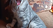 Stitch is registered to the contest to win money with this photo: animal, cat, couch, cozy, feline, fur, gray_cat, household, indoor, mouth_open, patterned_cushion, paw, pet, relaxed, resting, sitting, tabby_cat, tongue, whiskers, yawning
