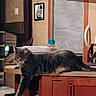 animal, bottle, cabinet, cat, counter, curtain, decor, domestic_animal, furniture, home, indoor, kitchen, paw, pet, picture_frame, relaxed, resting, tabby, window, wooden_cabinet