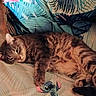 Stitch joined the competition — help win amazing prizes! animal, bed, bedding, cartoon, cat, colorful, cozy, cute, feline, indoor, leaf, pattern, pet, relaxing, resting, sheet, sleepy, stitch, tabby, tropical