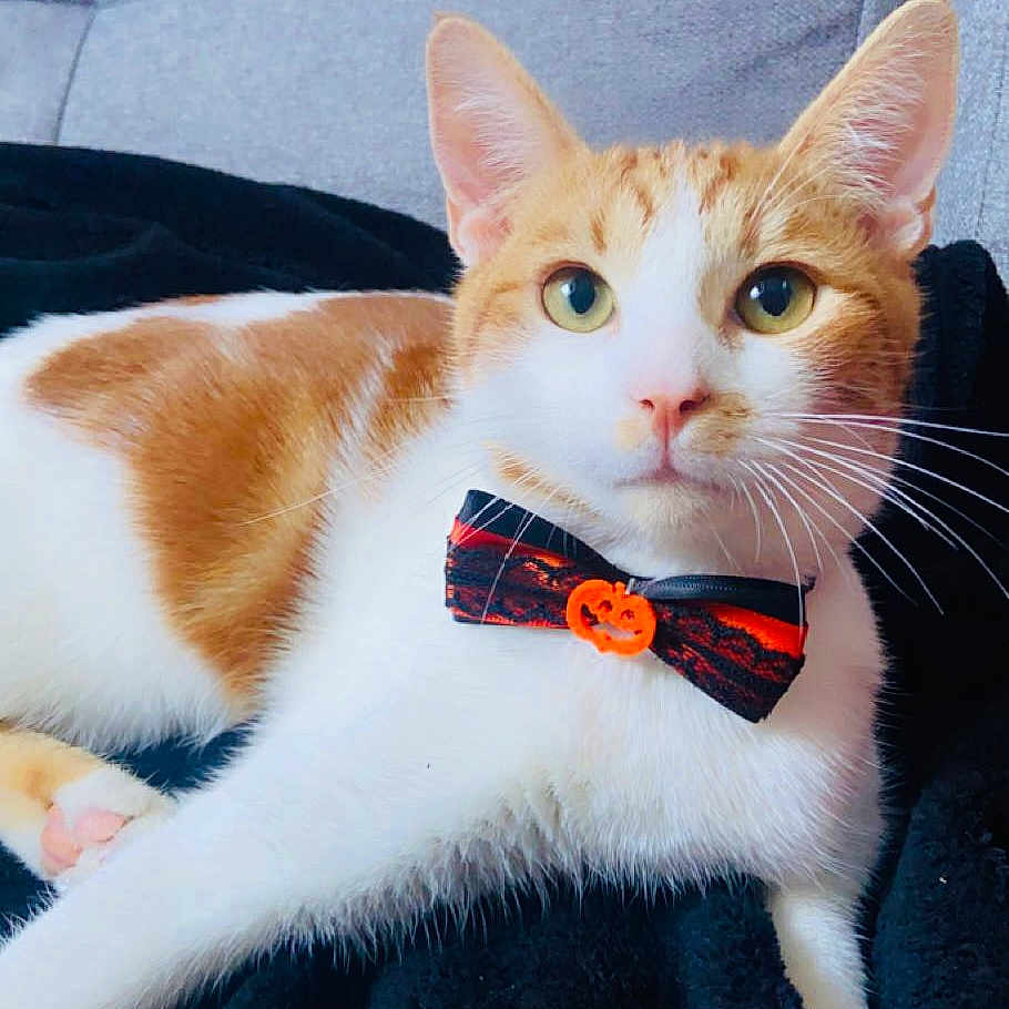 Tigrou a rejoint le concours — aidez-le/la à gagner de superbes lots ! animal, blanket, bow_tie, cat, close_up, couch, cozy, cute, domestic_cat, feline, halloween, indoor, looking_at_camera, orange_and_white, pet, portrait, pumpkin, relaxed, sitting, whiskers