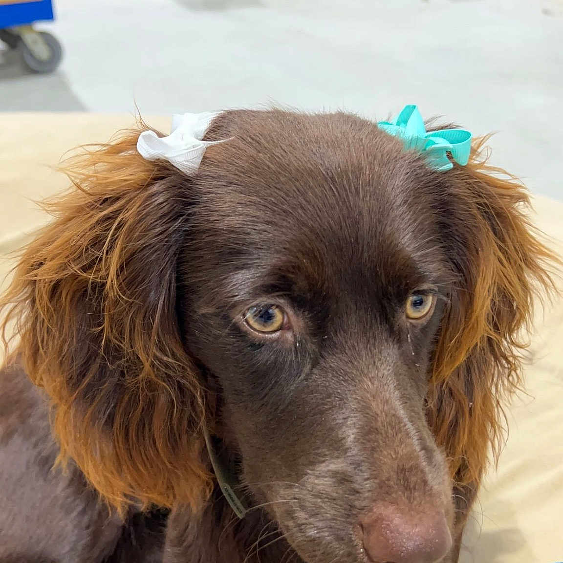 Sadie