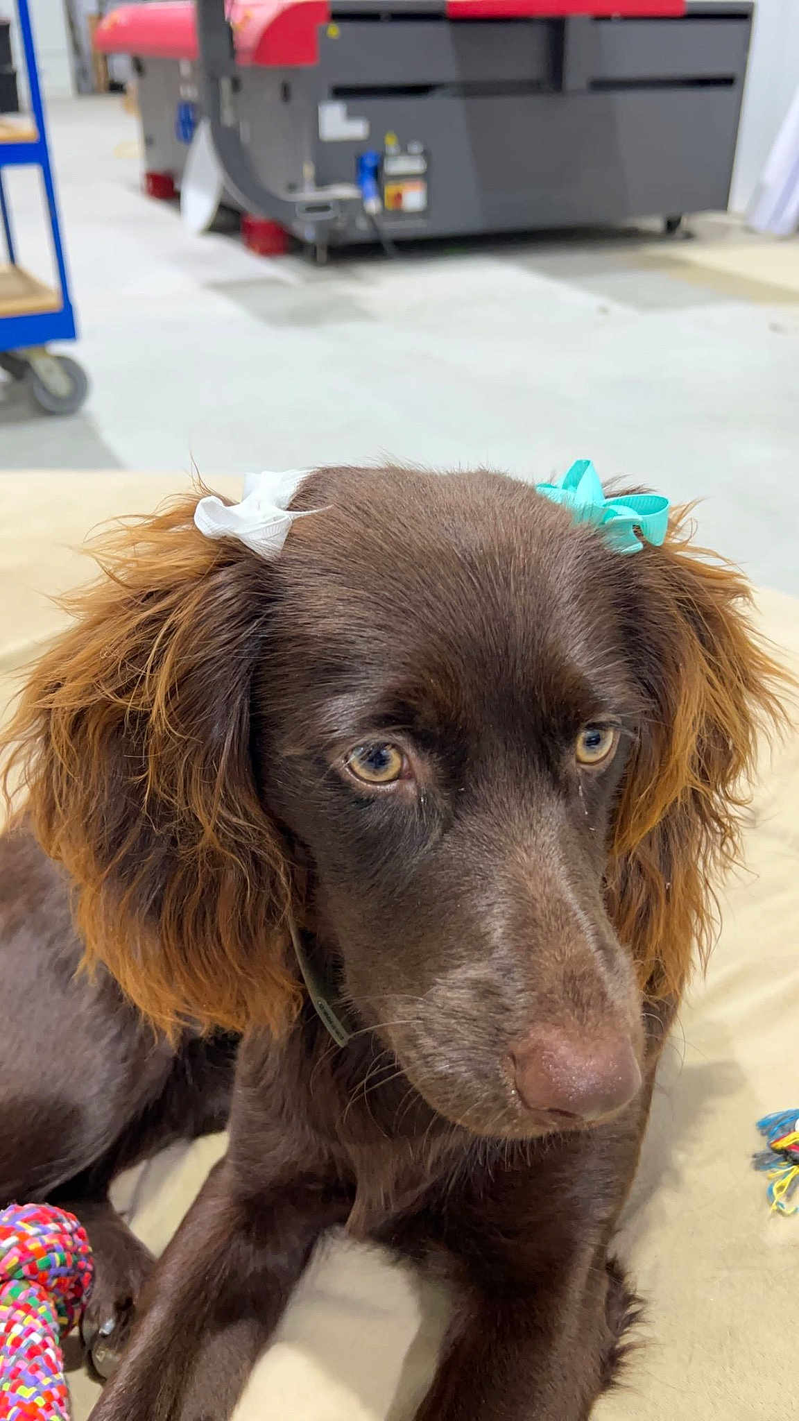 Sadie