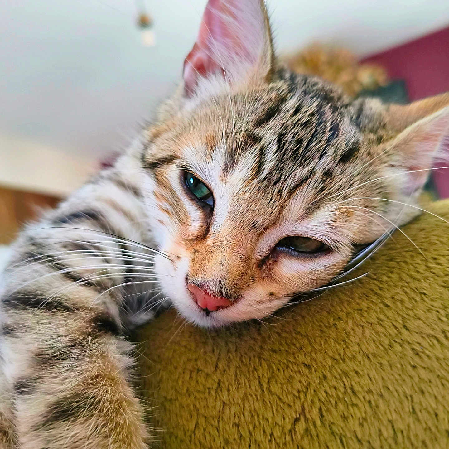 Kumo participe au concours pour gagner de l'argent avec cette photo : cat, kitten, tabby, sleepy, close_up, feline, whiskers, fur, indoor, pet, cute, animal, relaxed, soft_texture, green_surface, young_cat, portrait, pink_nose, ears, domestic_cat
