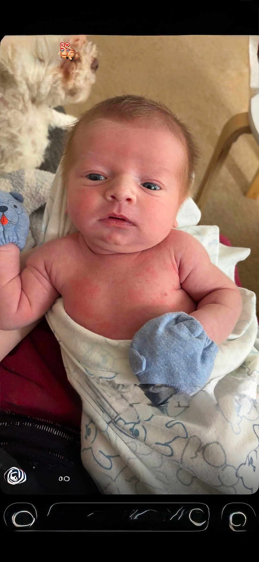 Cooper joined the competition — help win amazing prizes! arm, baby, blanket, blue_mittens, carpet, chair, closeup, dog, eyes, face, hand, infant, mittens, newborn, phone_ui, plush_toy, portrait, skin, sticker, swaddle