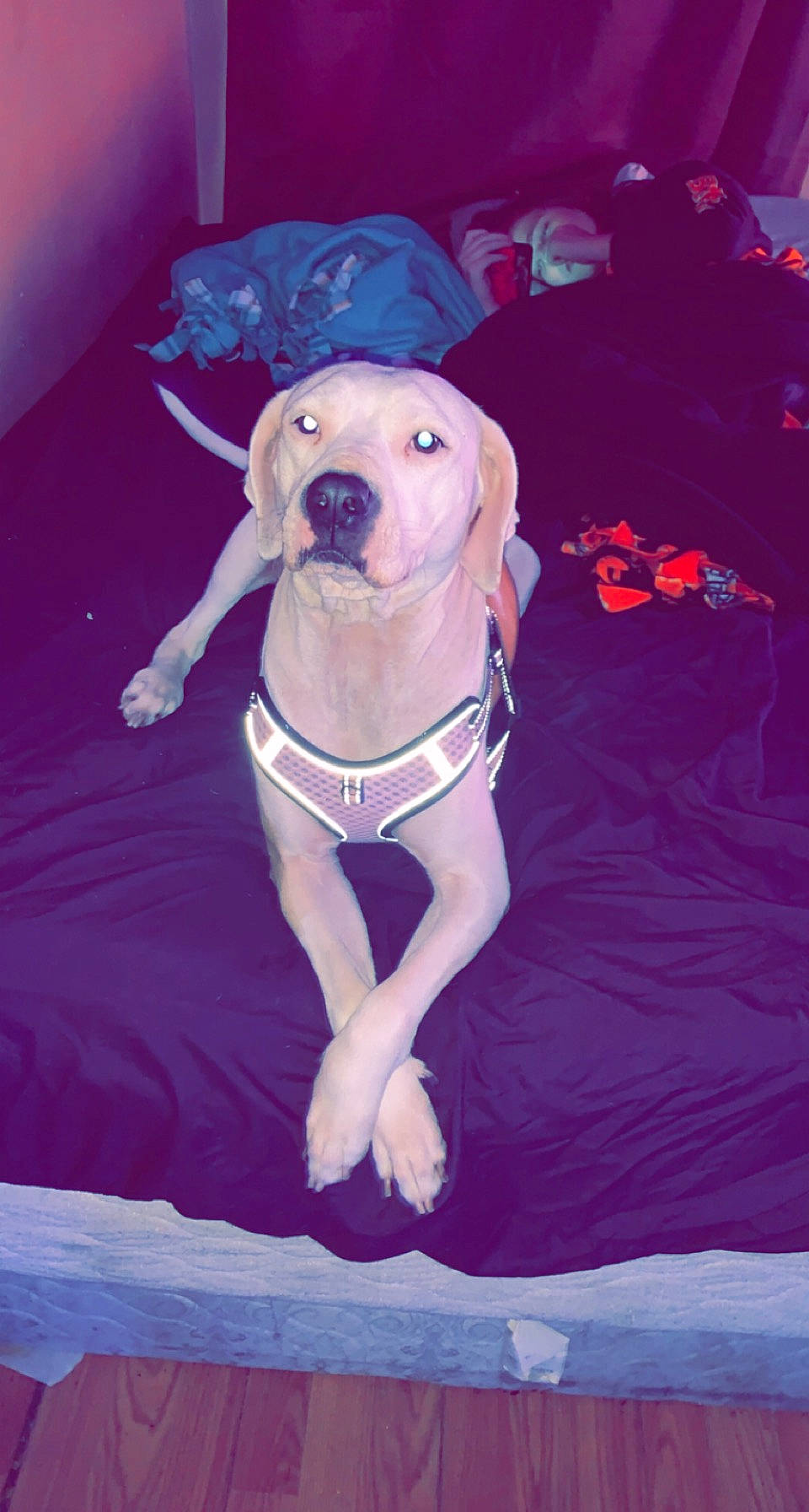 Emma joined the competition — help win amazing prizes! carnivore, comfort, companion_dog, dog, dog_breed, dog_clothes, dog_collar, dog_supply, electric_blue, fawn, knee, pet_supply, pink, purple, snout, sporting_group, thigh, toy_dog, trunk, working_animal