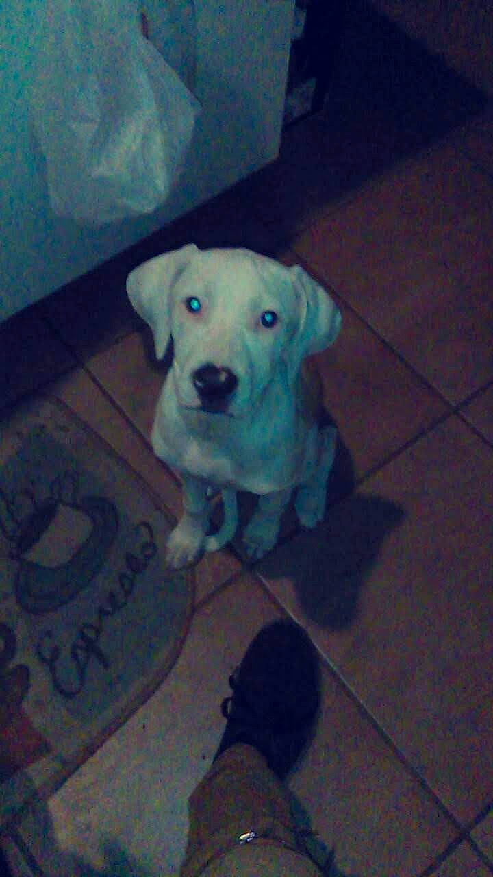 Emma joined the competition — help win amazing prizes! canidae, carnivore, companion_dog, dog, dog_breed, dog_collar, dog_supply, fawn, floor, flooring, hardwood, non_sporting_group, pet_supply, puppy, snout, sporting_group, tail, tile_flooring, working_animal