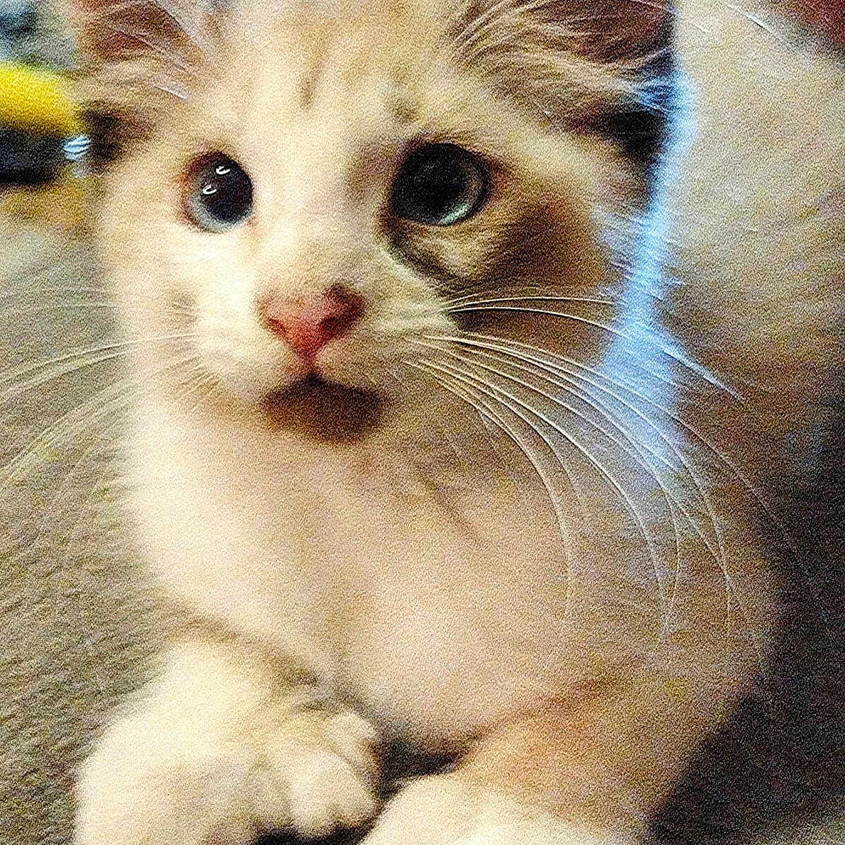 Skye joined the competition — help win amazing prizes! animal, carpet, cat, close_up, curious, cute, domestic, ears, feline, fluffy, indoor, kitten, looking, mammal, paws, pet, resting, soft, whiskers, young