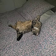 Pumba a rejoint le concours — aidez-le/la à gagner de superbes lots ! cat, tabby_cat, bed, bedding, pillow, floral_pattern, sleeping, relaxed, indoor, pet, feline, fur, whiskers, cute, cozy, home, animal, resting, soft, comfort