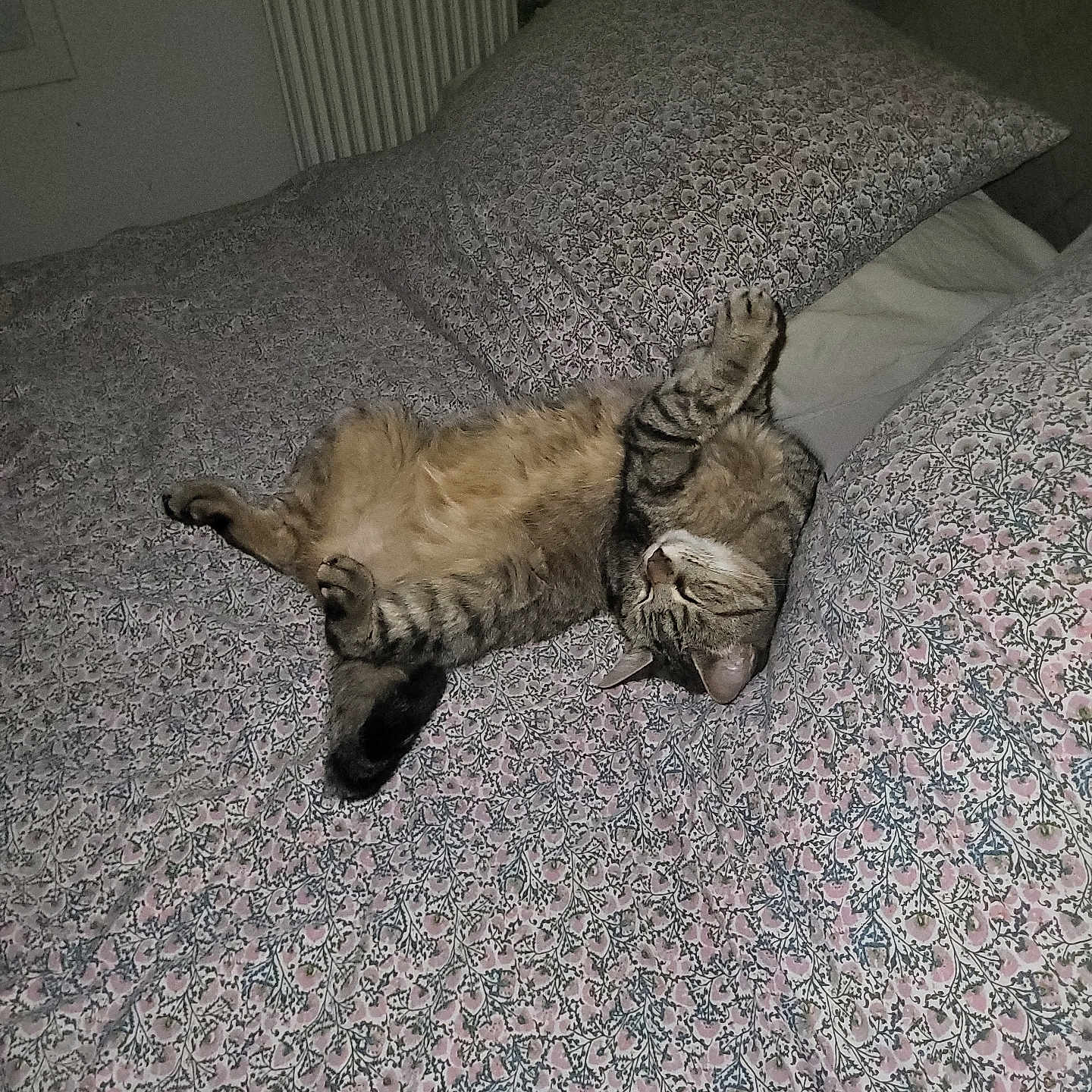 Pumba a rejoint le concours — aidez-le/la à gagner de superbes lots ! animal, bed, bedding, cat, comfort, cozy, cute, feline, floral_pattern, fur, home, indoor, pet, pillow, relaxed, resting, sleeping, soft, tabby_cat, whiskers