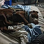 Harley is registered to the contest to win money with this photo: dog, sleeping, bed, blanket, brown, white, collar, harness, shoes, person, cables, clutter, indoor, furniture, floor, resting, casual, relaxing, messy, room