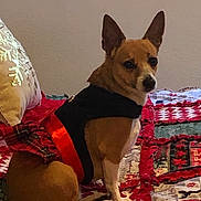 Tinsley is registered to the contest to win money with this photo: basenji, carnivoran, chihuahua, corgi_chihuahua, dog, dog_breed, dog_clothes, dog_like_mammal, snout