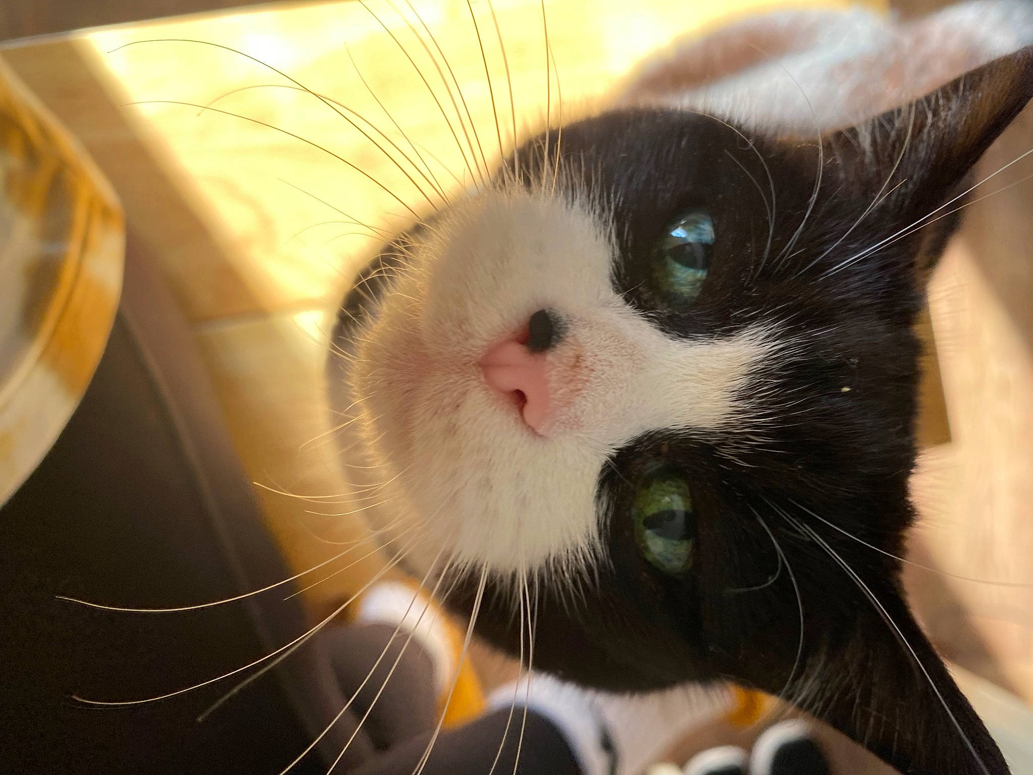 Dotty joined the competition — help win amazing prizes! carnivore, cat, claw, close_up, comfort, domestic_short_haired_cat, eye, eyelash, felidae, foot, fur, happy, head, human_body, iris, paw, small_to_medium_sized_cats, snout, terrestrial_animal, whiskers