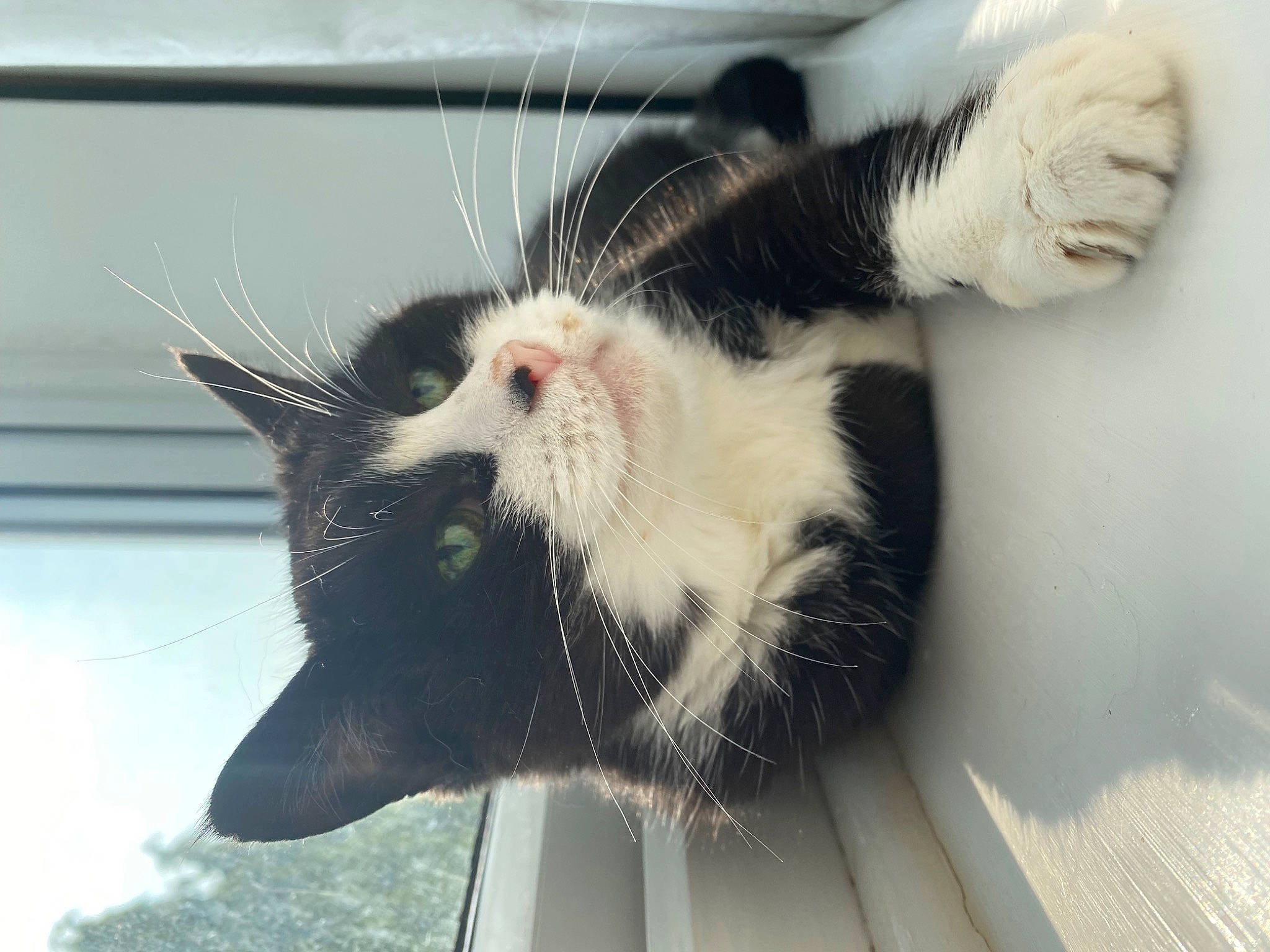 Dotty is registered to the contest to win money with this photo: animal_shelter, carnivore, cat, claw, comfort, domestic_short_haired_cat, felidae, foot, fur, organism, paw, plant, small_to_medium_sized_cats, tail, whiskers, window