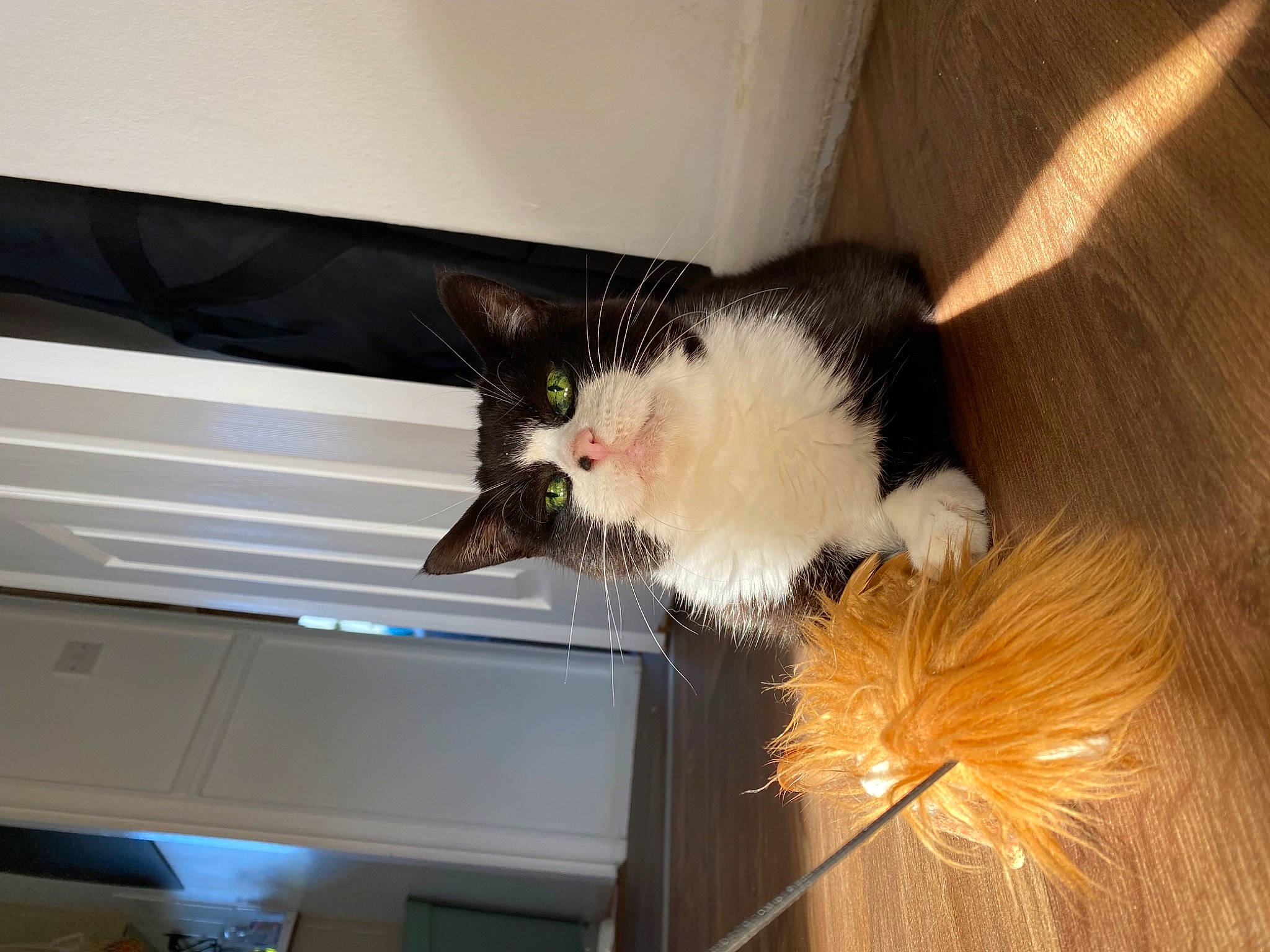 Dotty joined the competition — help win amazing prizes! carnivore, cat, domestic_short_haired_cat, felidae, fur, muroidea, natural_material, small_to_medium_sized_cats, tail, tints_and_shades, whiskers, wood