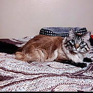 Sabik joined the competition — help win amazing prizes! cat, fluffy, bed, bedspread, patterned, pet_bed, indoor, feline, animal, resting, curious, wide_eyes, tabby, long_hair, domestic_cat, whiskers, ears, tail, cute, cozy