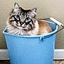 Sabik is registered to the contest to win money with this photo: cat, blue_bucket, fluffy, indoor, pet, animal, feline, domestic_cat, sitting, curious, blue_eyes, container, floor, wall, closeup, portrait, whiskers, ears, fur, household