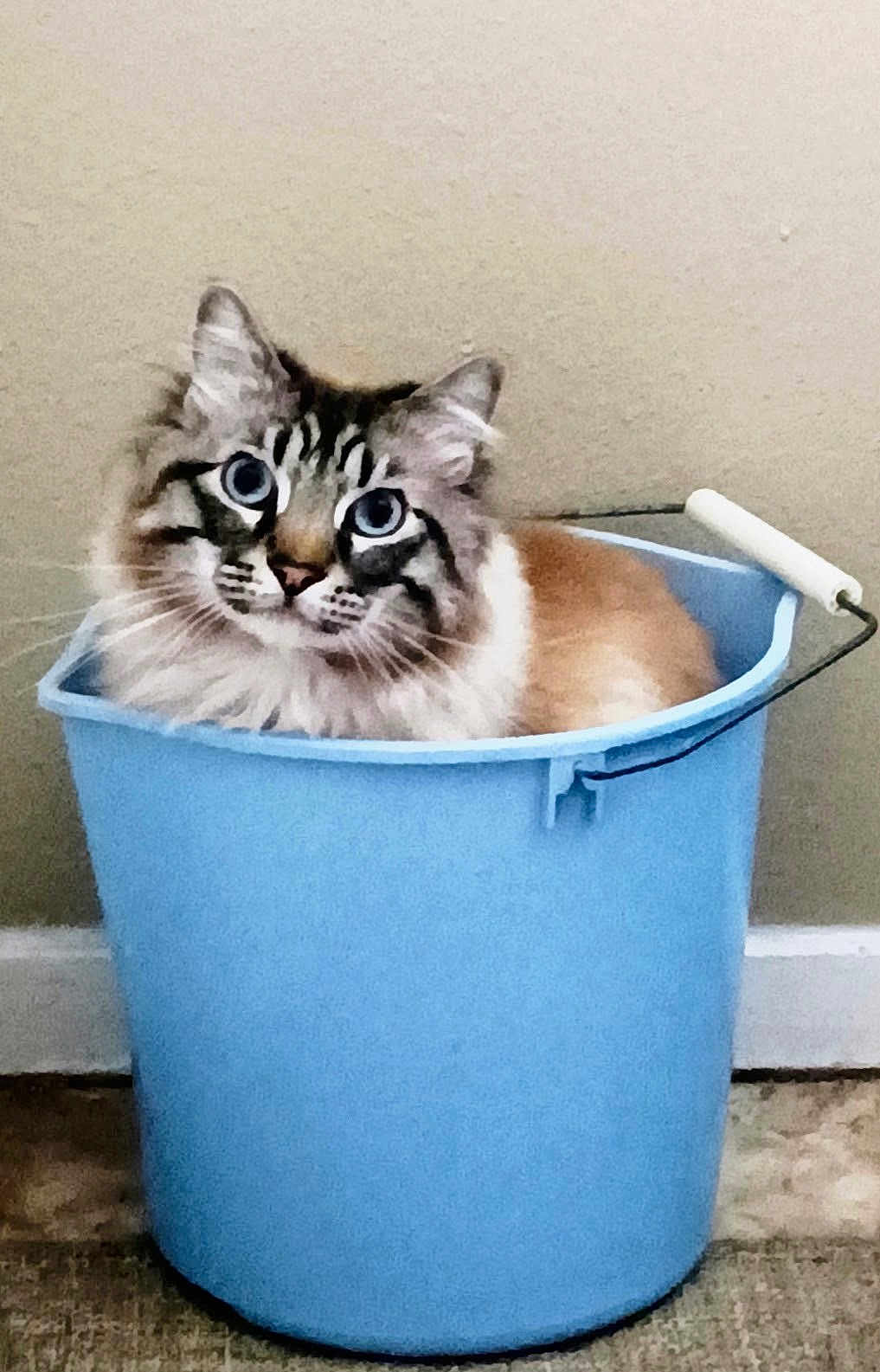 Sabik is registered to the contest to win money with this photo: cat, blue_bucket, fluffy, indoor, pet, animal, feline, domestic_cat, sitting, curious, blue_eyes, container, floor, wall, closeup, portrait, whiskers, ears, fur, household