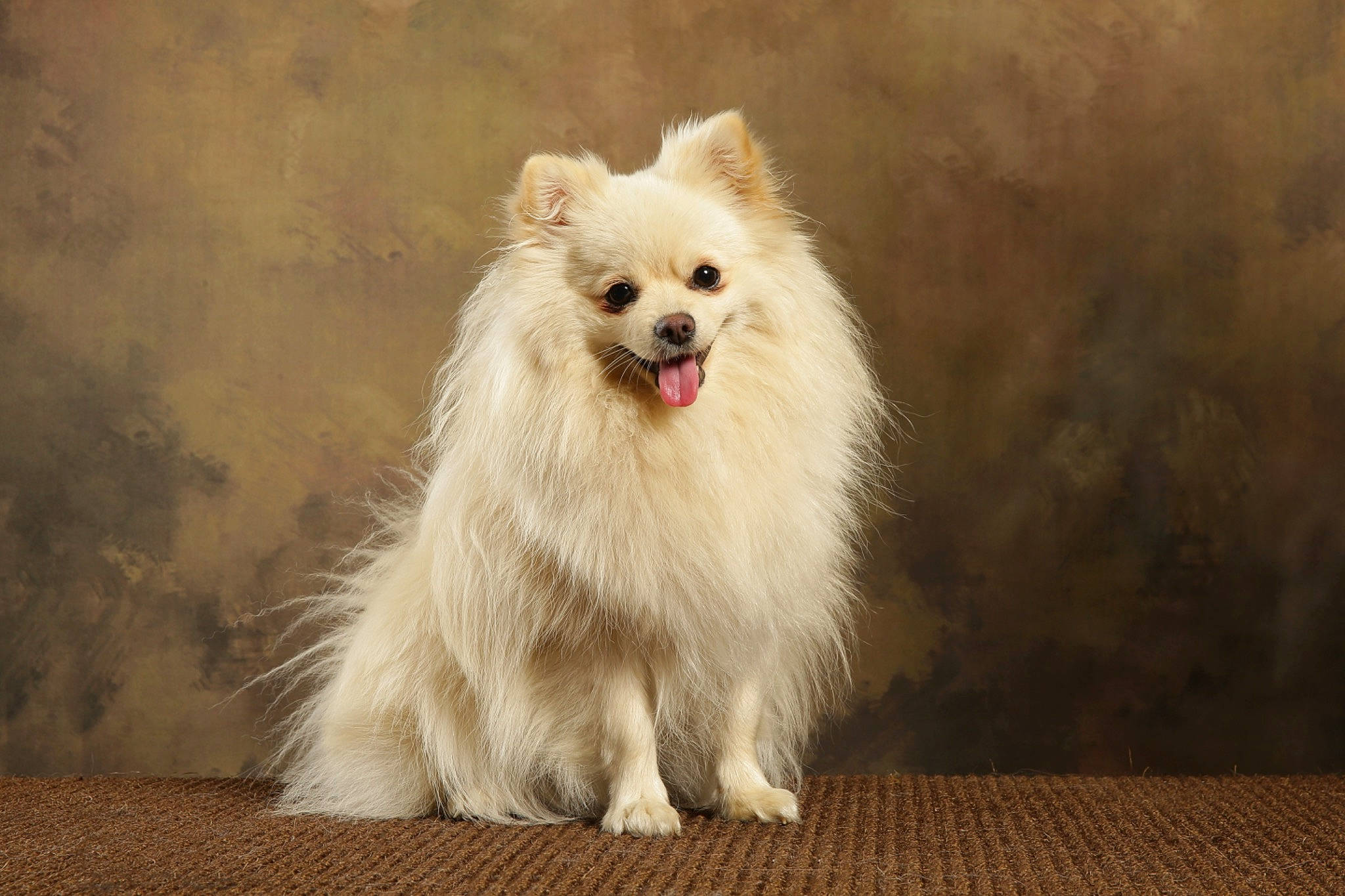 Nuggets a rejoint le concours — aidez-le/la à gagner de superbes lots ! ancient_dog_breeds, canidae, carnivore, companion_dog, dog, dog_breed, event, flooring, fur, german_spitz, german_spitz_klein, hardwood, non_sporting_group, pomeranian, snout, spitz, sporting_group, toy_dog, whiskers, wood