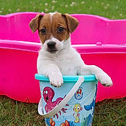 Ali a rejoint le concours — aidez-le/la à gagner de superbes lots ! animal, blue, bucket, crab, cute, dog, fun, grass, octopus, outdoor, pet, pink, plastic_bucket, play, puppy, seacreatures, seahorse, summer, toy, young
