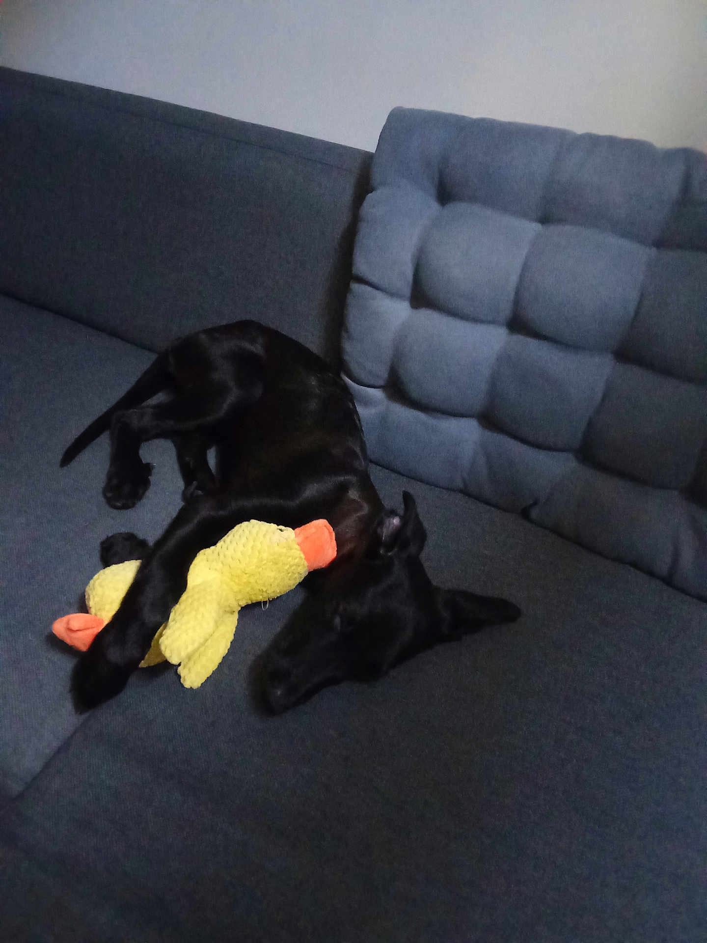 Anna a rejoint le concours — aidez-le/la à gagner de superbes lots ! dog, black_dog, plush_toy, yellow_duck, couch, gray_couch, cushion, sleeping, indoor, pet, relaxing, cozy, animal, toy, furniture, resting, domestic_animal, canine, comfort, nap