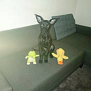 Anna participe au concours pour gagner de l'argent avec cette photo : dog, black_dog, plush_toy, green_crocodile, yellow_duck, couch, gray_couch, indoor, pet, animal, toys, furniture, carpet, room, wall, sitting, ears_up, looking_at_camera, domestic, young_dog