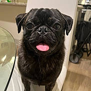 Toby is registered to the contest to win money with this photo: dog, pug, black_dog, pet, tongue_out, chair, indoor, table, kitchen, happy, cute, animal, companion, fur, small_dog, domestic_animal, face, sitting, looking, friendly