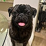 dog, pug, black_dog, pet, tongue_out, chair, indoor, table, kitchen, happy, cute, animal, companion, fur, small_dog, domestic_animal, face, sitting, looking, friendly