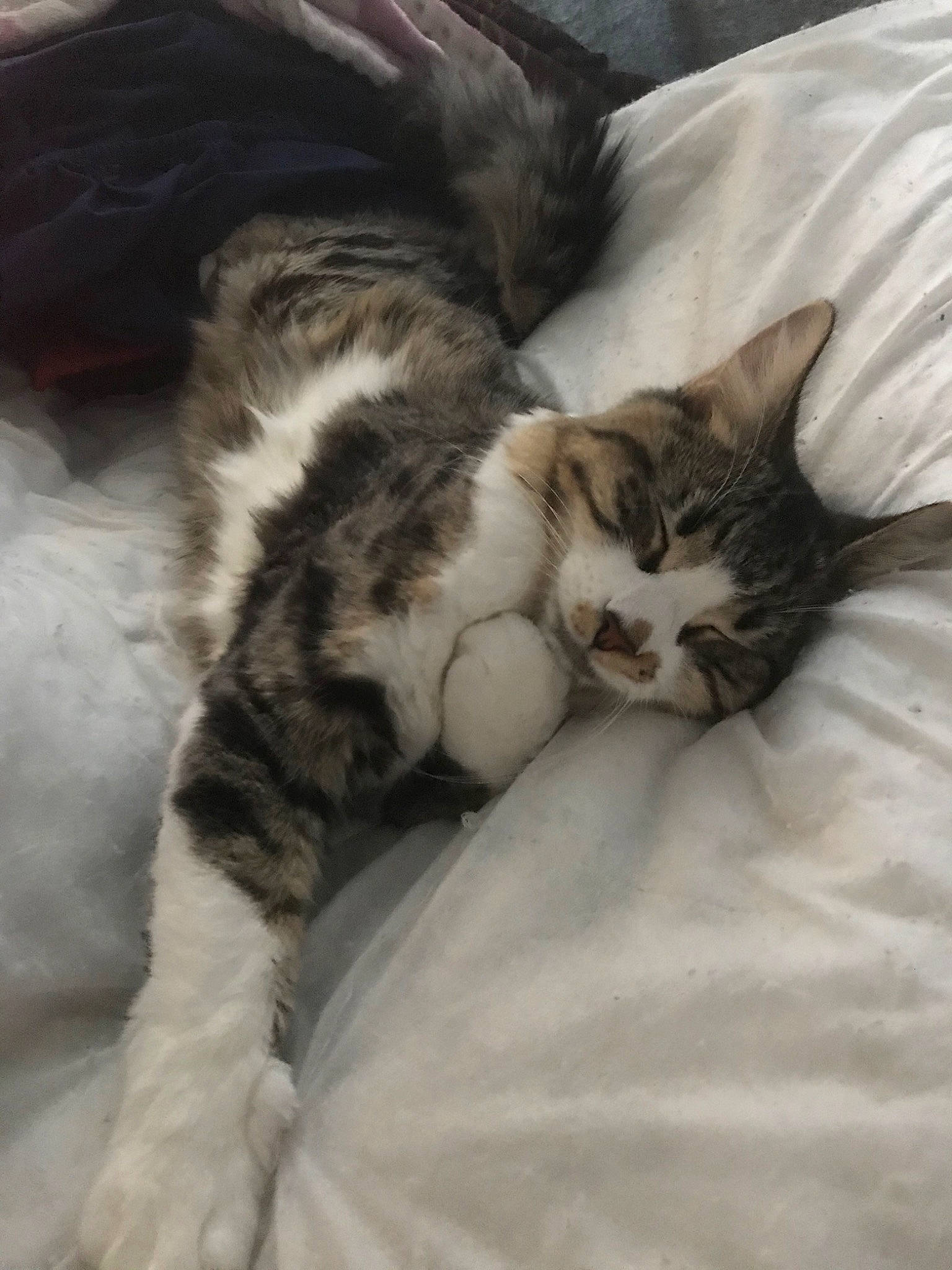 Storm joined the competition — help win amazing prizes! american_shorthair, american_wirehair, asian, carnivore, cat, domestic_short_haired_cat, dragon_li, european_shorthair, felidae, fur, kitten, mammal, nap, norwegian_forest_cat, paw, polydactyl_cat, sleep, small_to_medium_sized_cats, tabby_cat, whiskers