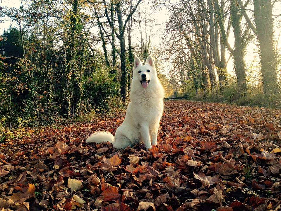 Heyko participe au concours pour gagner de l'argent avec cette photo : american_eskimo_dog, autumn, berger_blanc_suisse, canidae, carnivore, dog, dog_breed, fawn, forest, leaf, mammal, norwegian_buhund, samoyed, tree, white_shepherd, woodland