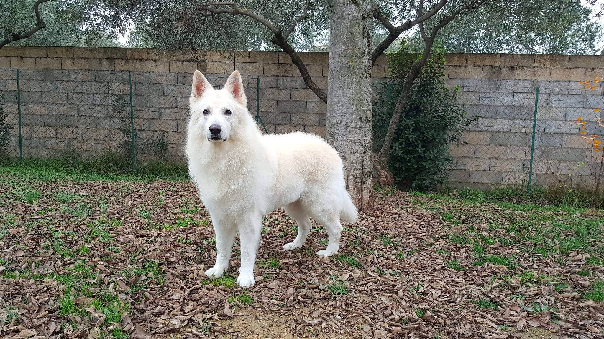 Heyko a rejoint le concours — aidez-le/la à gagner de superbes lots ! berger_blanc_suisse, canidae, carnivore, dog, dog_breed, herding_dog, indian_spitz, mammal, pungsan_dog, vertebrate, white_shepherd