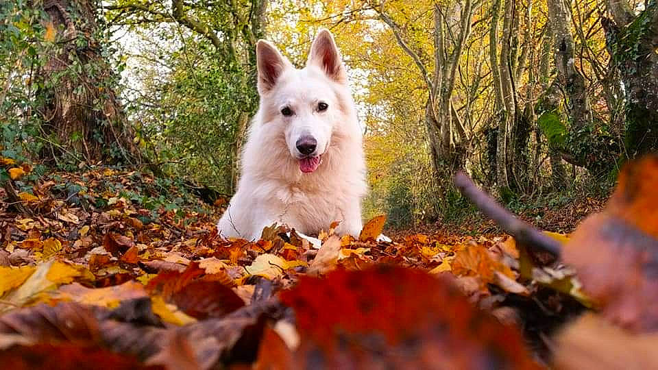 Heyko participe au concours pour gagner de l'argent avec cette photo : autumn, berger_blanc_suisse, canidae, carnivore, companion_dog, dog, dog_breed, german_shepherd_dog, king_shepherd, mammal, rare_breed_dog, tree, vertebrate, white_shepherd