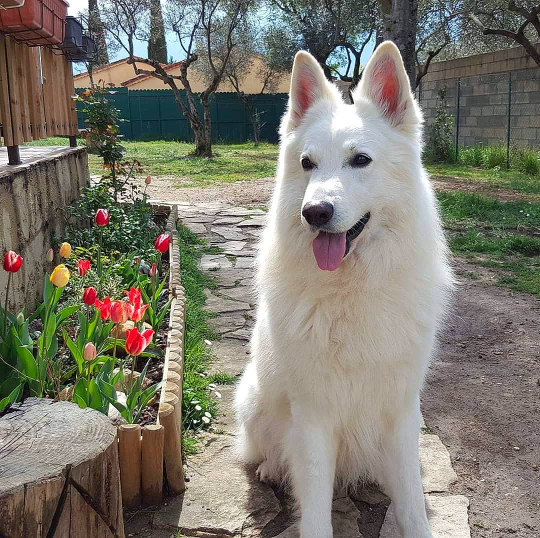 Heyko participe au concours pour gagner de l'argent avec cette photo : ancient_dog_breeds, berger_blanc_suisse, canidae, carnivore, dog, dog_breed, herding_dog, indian_spitz, mammal, plant, pungsan_dog, rare_breed_dog, siberian_husky, vertebrate, white_shepherd