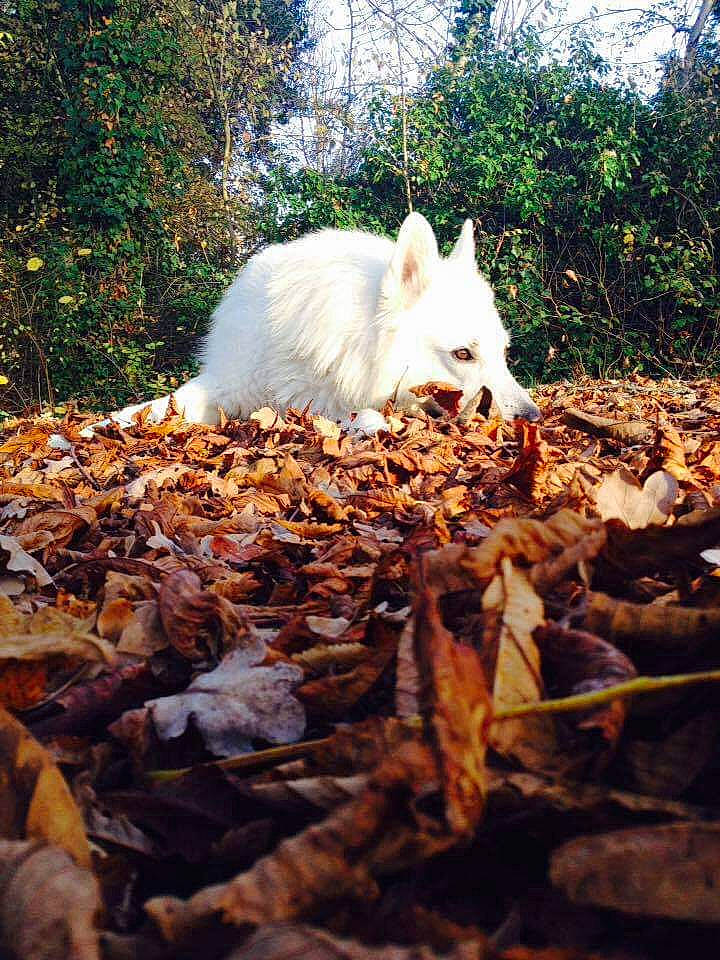 Heyko a rejoint le concours — aidez-le/la à gagner de superbes lots ! autumn, berger_blanc_suisse, canidae, fawn, leaf, sky, tree, white_shepherd