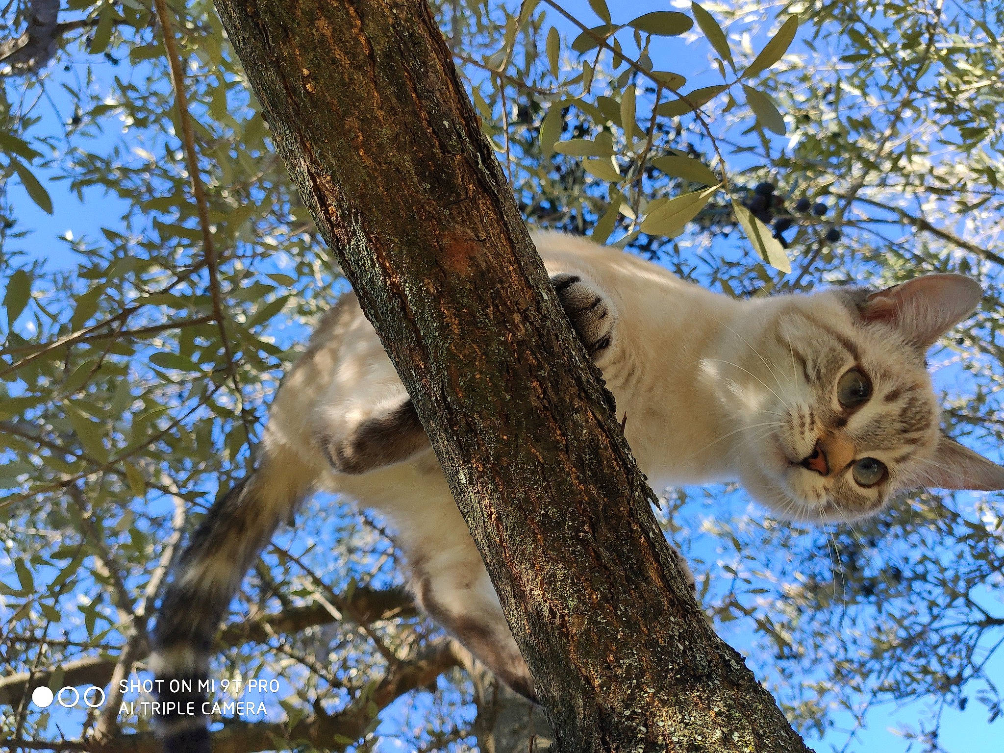 Pin-up participe au concours pour gagner de l'argent avec cette photo : aegean_cat, branch, carnivore, cat, fawn, felidae, kitten, plant, sky, small_to_medium_sized_cats, spring, tree, trunk, twig, whiskers, wildlife, woody_plant