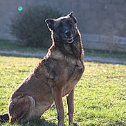 Moka a rejoint le concours — aidez-le/la à gagner de superbes lots ! dog, belgian_malinois, pet, animal, sitting, outdoor, grass, backyard, sunlight, portrait, canine, standing_alert, black_and_tan, floppy_ears, open_mouth, tongue, fence, garden, daylight, happy