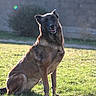 dog, belgian_malinois, pet, animal, sitting, outdoor, grass, backyard, sunlight, portrait, canine, standing_alert, black_and_tan, floppy_ears, open_mouth, tongue, fence, garden, daylight, happy