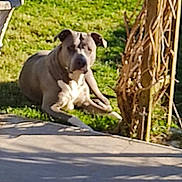 Venus participe au concours pour gagner de l'argent avec cette photo : dog, canine, pet, animal, sitting, outdoor, garden, grass, sunlight, shadow, tree, vines, yard, sidewalk, pavement, short_hair, white_and_gray, floppy_ears, front_facing, relaxed